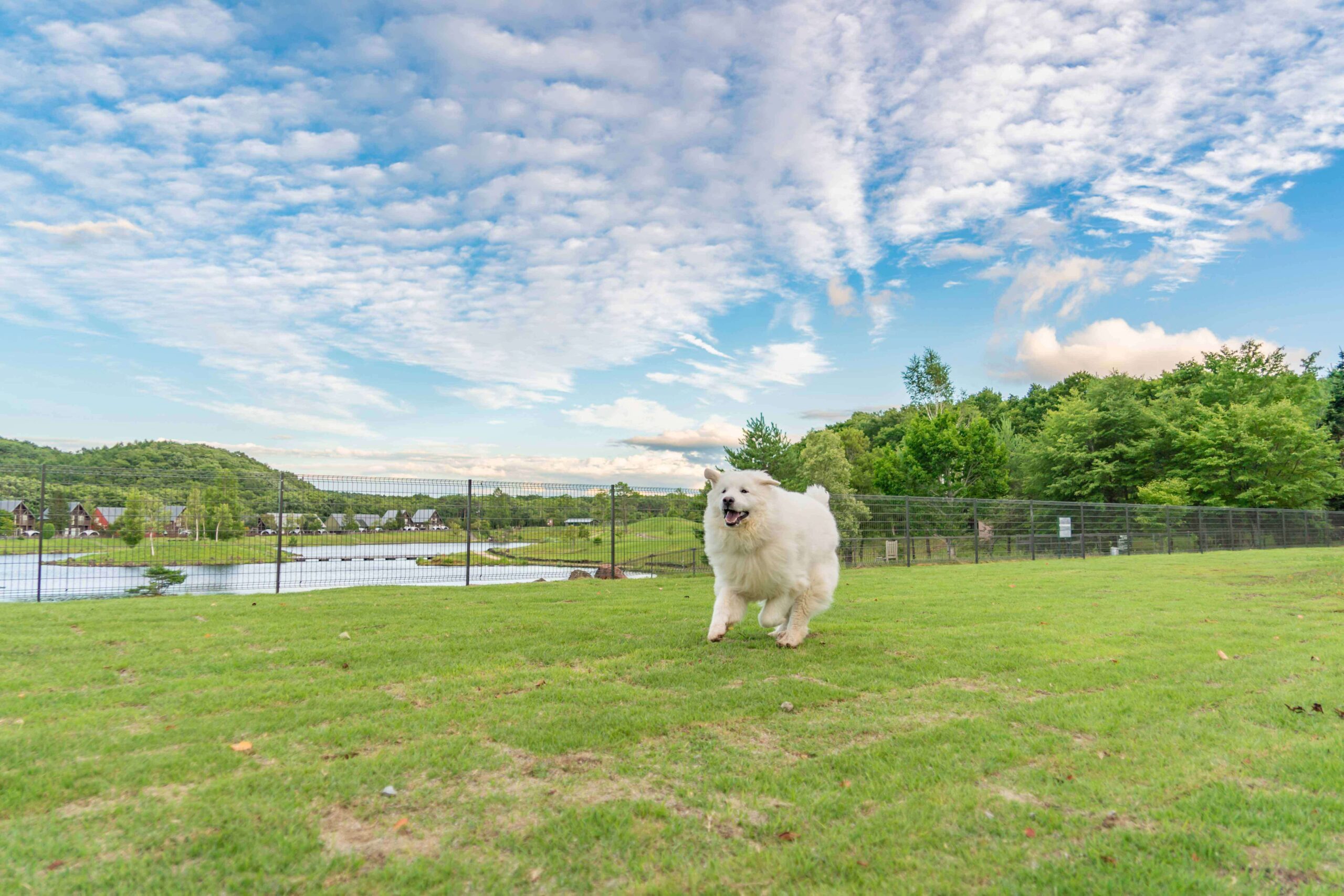 エンゼルフォレスト白河高原大型犬優先ドッグラン